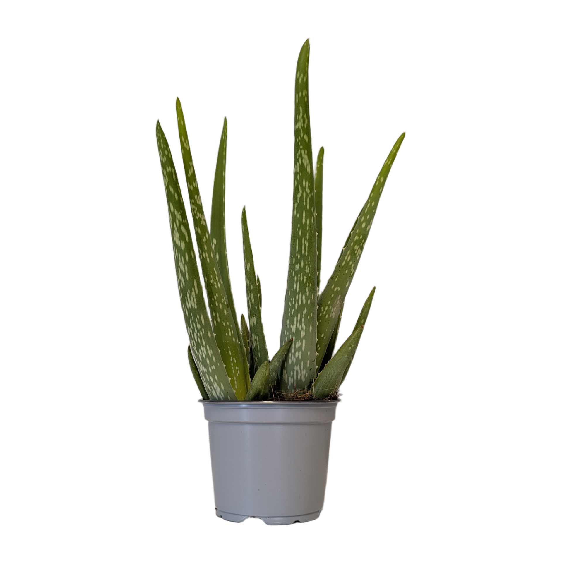 GARDENLINE Aloe vera