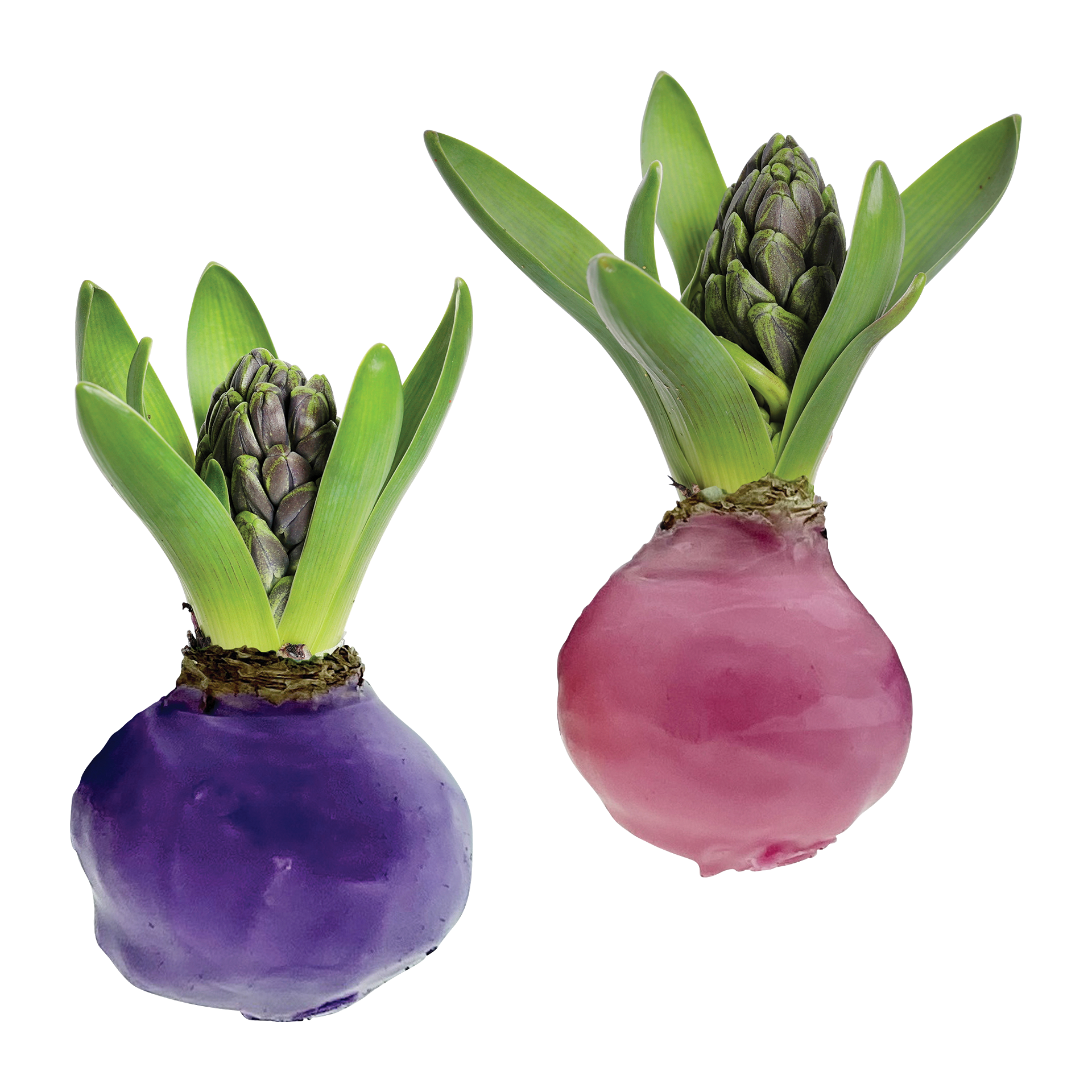 GARDENLINE Hyazinthe gewachst