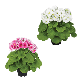 Becherprimel „Touch Me“