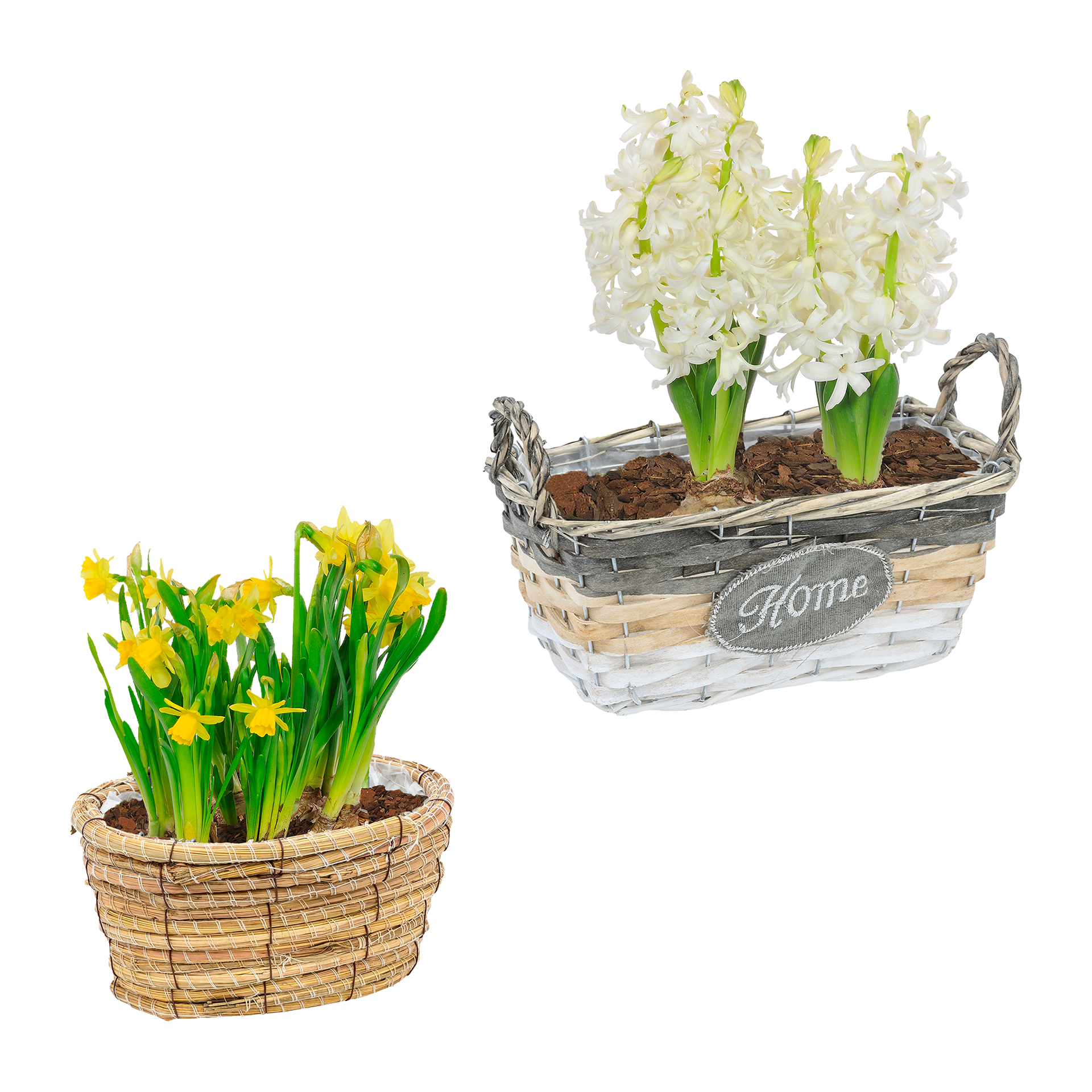 GARDENLINE Blumenzwiebeln im Gefäß