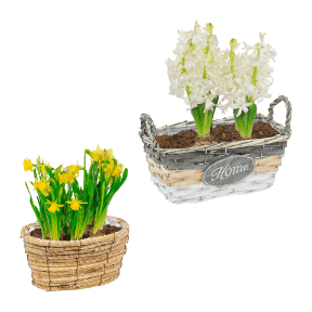 Blumenzwiebeln im Gefäß