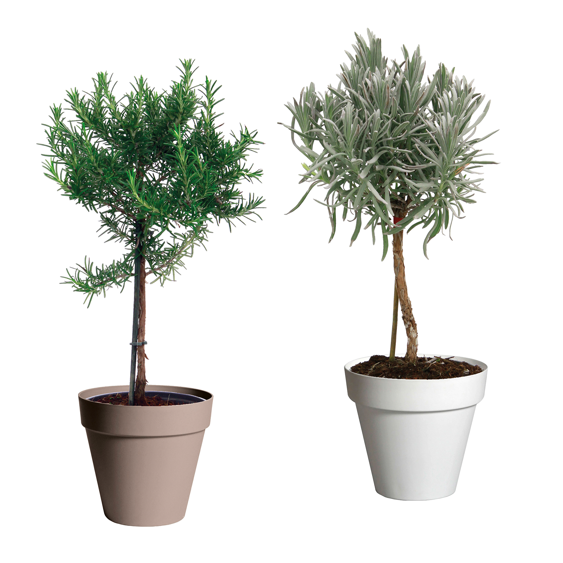 GARDENLINE Gewürzstämmchen