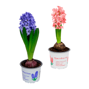 Hyazinthen / Narzissen