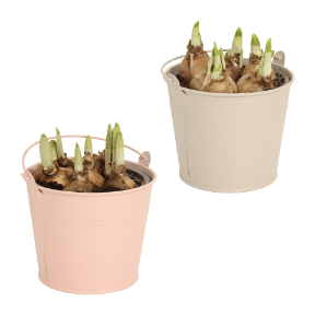 Blumenzwiebeln im Zinktopf