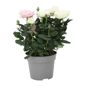 Topfrosen „Dolce Amore“