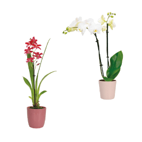 Phalaenopsis