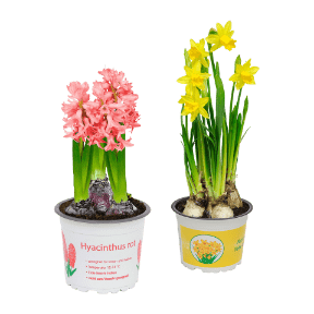 Narzissen / Hyazinthen