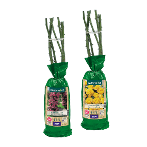 Edel- / Beet- / Kletterrose