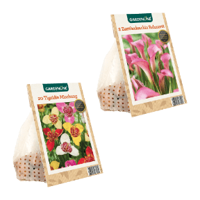 Frühjahrsblumenzwiebeln