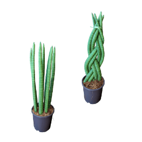 Sansevieria