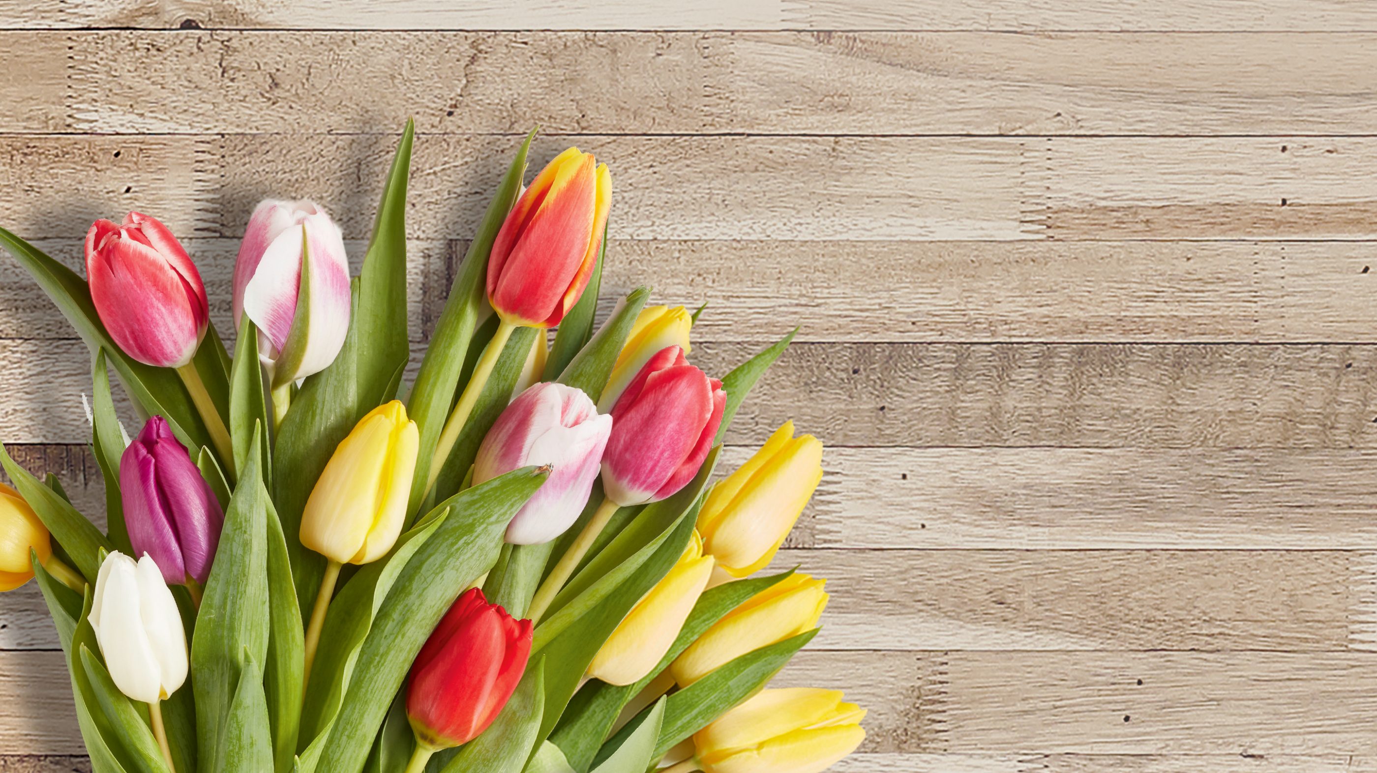 Blumen von ALDI Nord